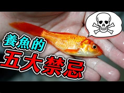 飼料魚是什麼魚|養魚新手入門：12個教學讓你養魚一次上手（新手必讀）